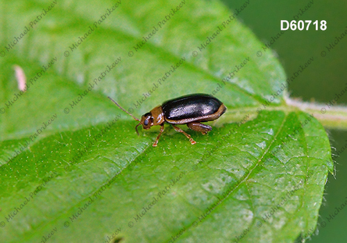 Capraita circumdata (Galerucinae, Chrysomelidae)
